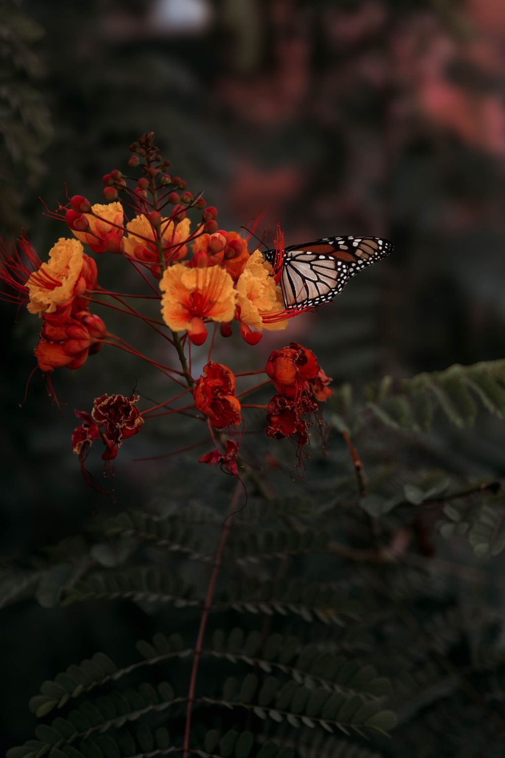 Flower and flutter