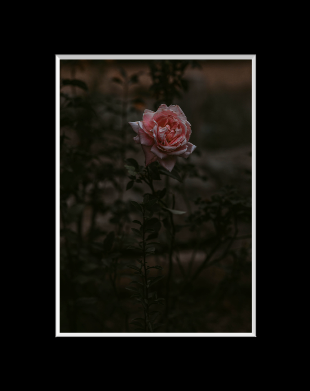 Matted Fine Art Print #1