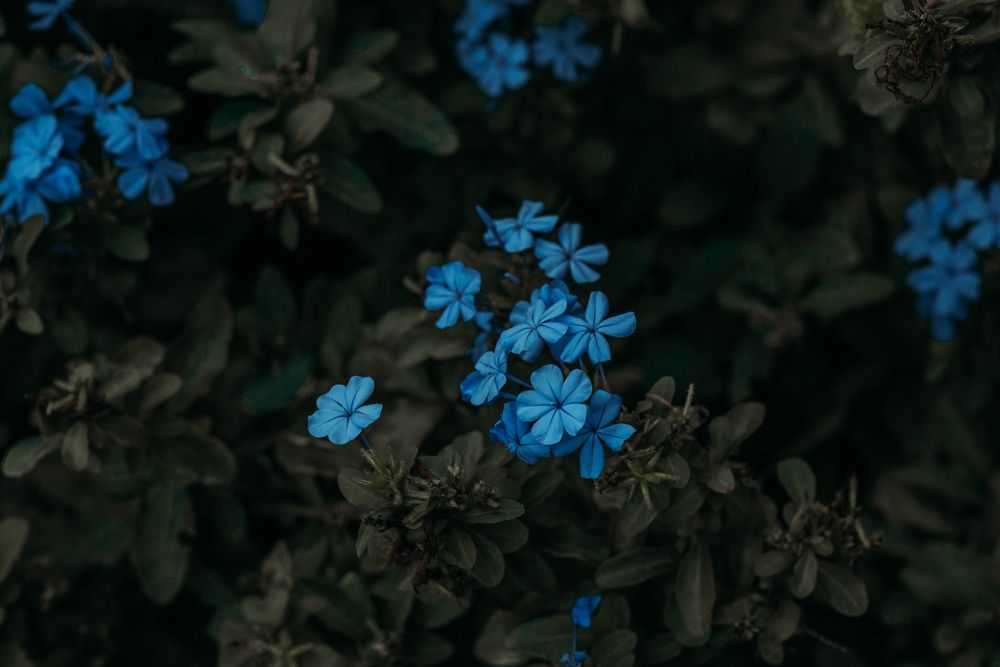Flower Photo Art Prints 